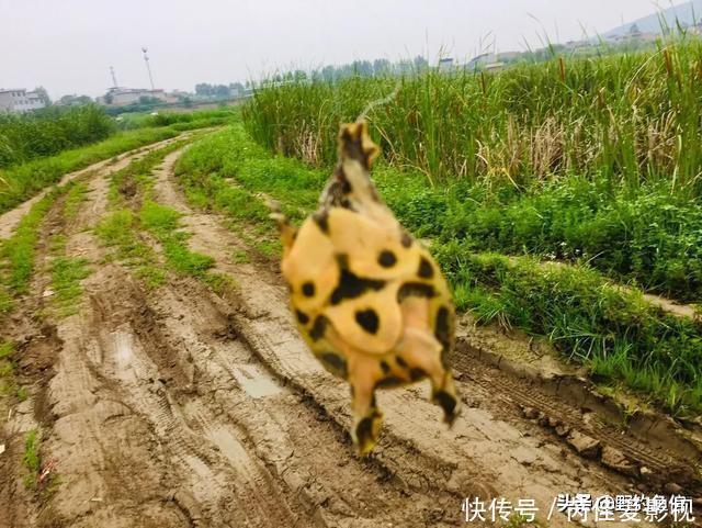 芦苇塘|用它钓鱼，只需一块钱，反复用多次，防止杂鱼闹，还钓各种鱼