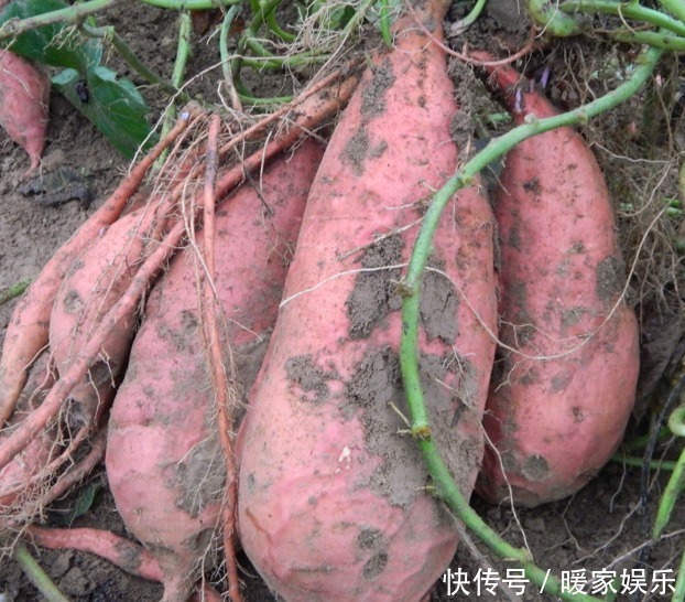 紅薯和它一起煮，不貧血了，體內濕氣也沒了，子宮也越來越健康