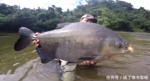 钓鱼高手!鱼竿质量好就行,鱼线不需太粗,野河钓获大鱼,幸运了