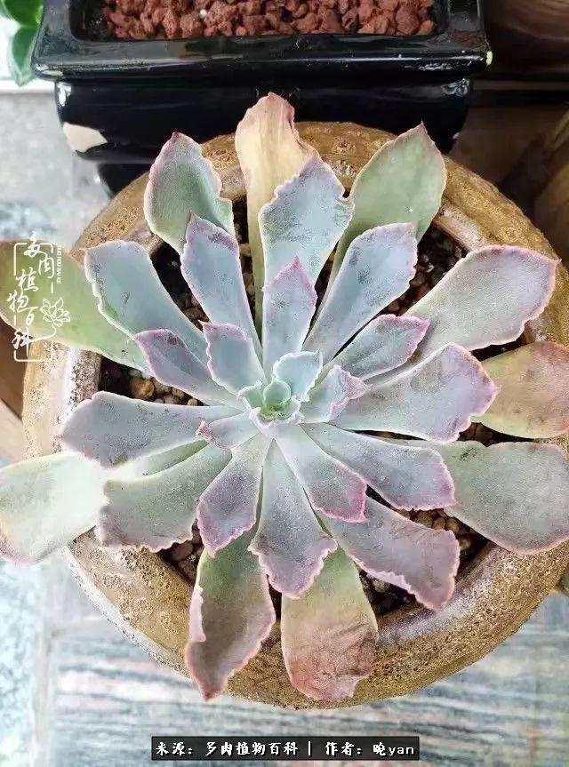 养多肉近四年，一路的走来，阳光总在风雨后！
