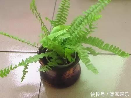 想让卫生间增添绿意,选择这些植物准没错!