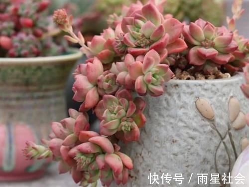 养多肉3年顺风顺水,多亏选了这6种大普货,现在全是大老桩