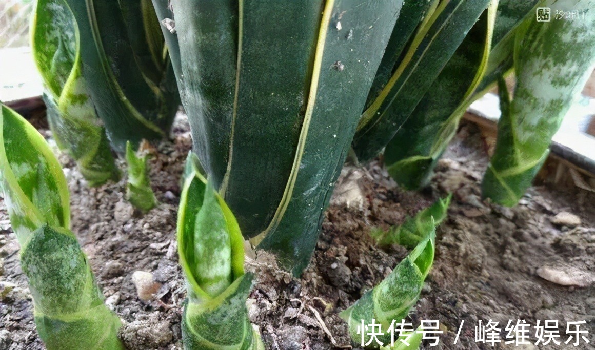 虎皮兰不长新芽，多是犯了3个错误，改正了才能不断冒嫩芽