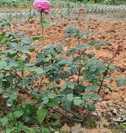 月季花老枝花朵已经开败,笋芽还全是花苞,该如何修剪?