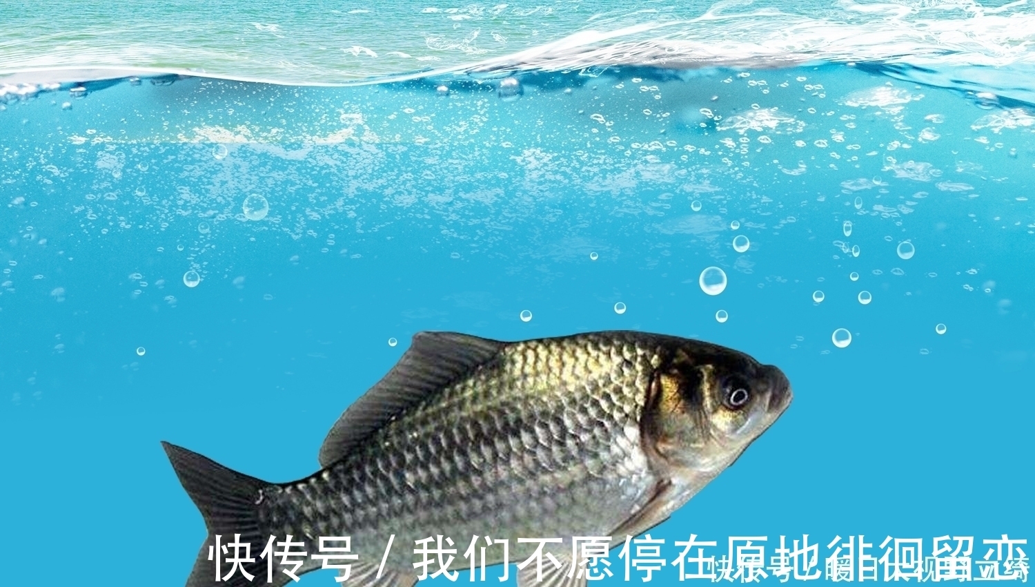 传播剂|什么物质对鲫鱼的诱鱼效果非常好？钓鲫鱼轻松爆护的四种物质