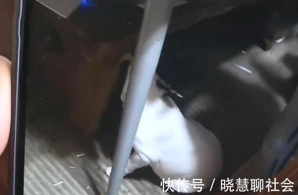 租客|将房屋租给爱狗人士,收房时险些哭出声,房客:维修是房主的事