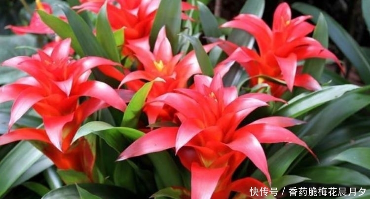 能够净化空气的几种花卉,沾土就活,吸甲醛二手烟,家中必备