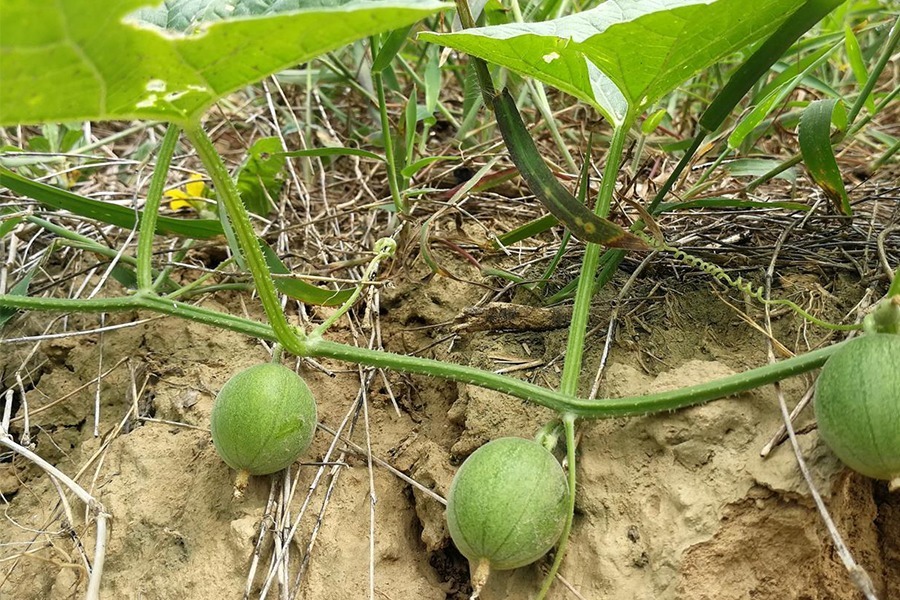 小乔|农村野外的“小甜瓜”，一口一个很过瘾，以前藏着吃，现在没人吃