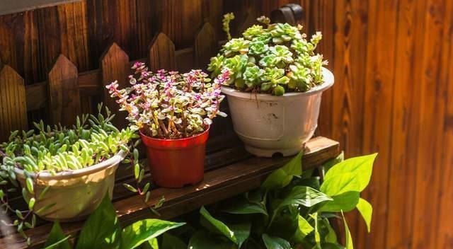 养花高手不买一楼房子，庭院生活，一个阳台就能实现，羡慕