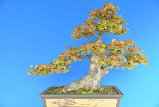 收藏|惊艳的6大盆景造型,中国植物艺术的巅峰,收藏起来