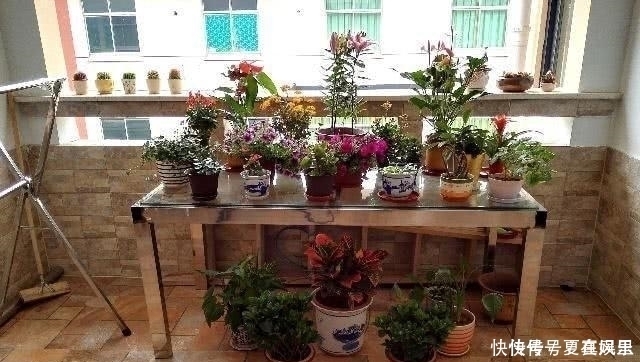 花朵|养花多年才知道的真相,这种花朵不能见光,否则会死得很惨!