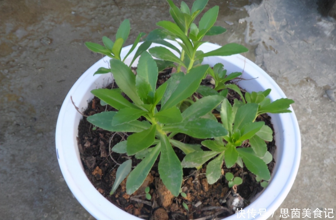 薄荷|这3款植物既能赏又能吃,盆栽养眼、养身!