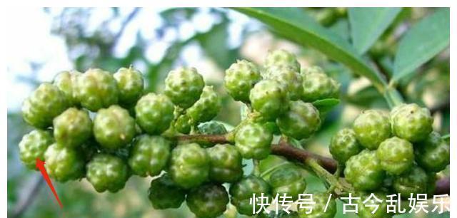 鲜花椒|花椒怎样处理才能出最大限度的麻味?