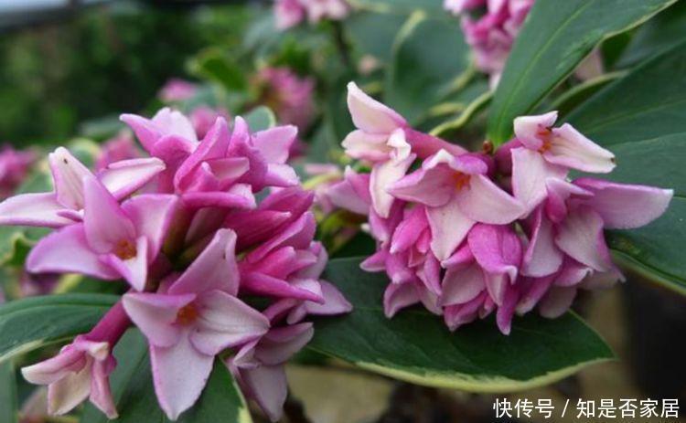 生命力顽强的4种花,生根快,沾土就活,7天就开花