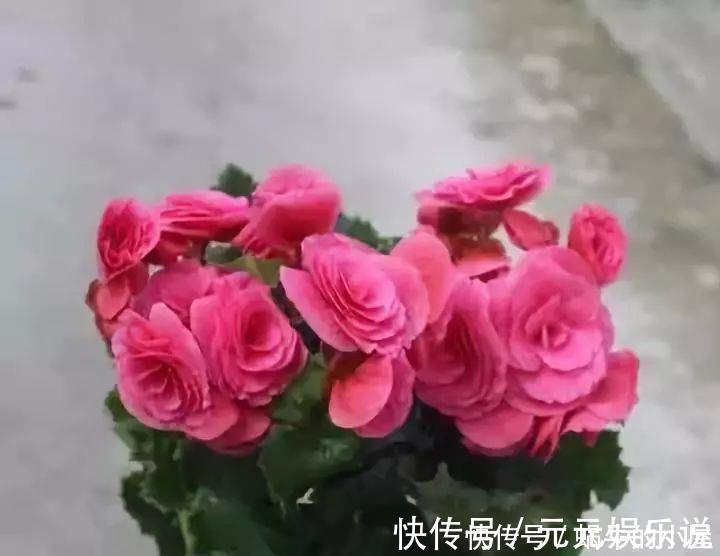 二氧化碳|家里养这12种“吸毒”绿植,净化空气,老人小孩少生病