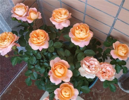  不用担心|养月季，冬天“巧修剪”，来年开花翻3倍