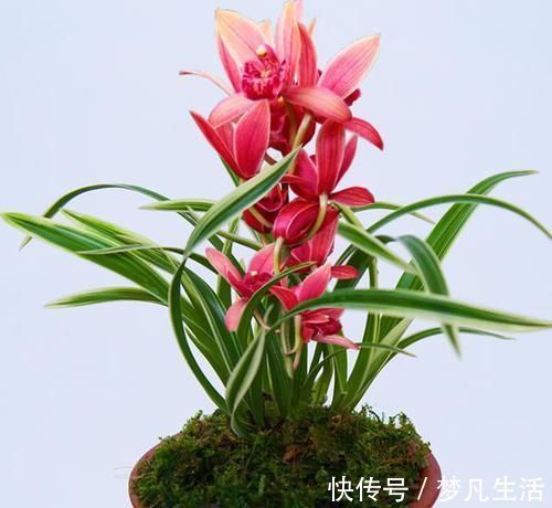 这款兰花“国色天香”,花大色艳,金边线艺明显,每年能开花数次