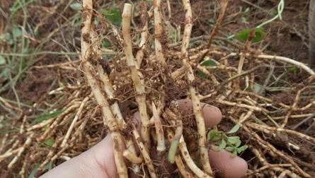 菠菜|痔疮频繁发作?不用愁!每天吃点此物,消炎去肿,赶走老痔疮