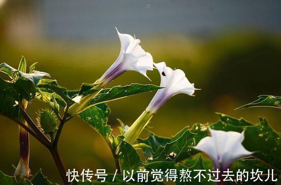 世界上又美又毒的花居然是它,别说不知道,你肯定见过。