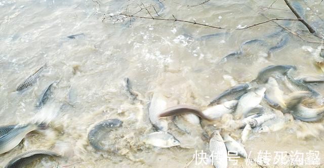 后脚|前脚放生鱼入水,后脚钓友下杆垂钓!垂钓者:我这是保护环境