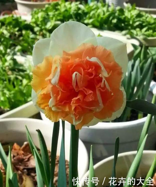 茶花|雨雪天冻不死的3种花,冬天开得旺,放家里喜庆又漂亮