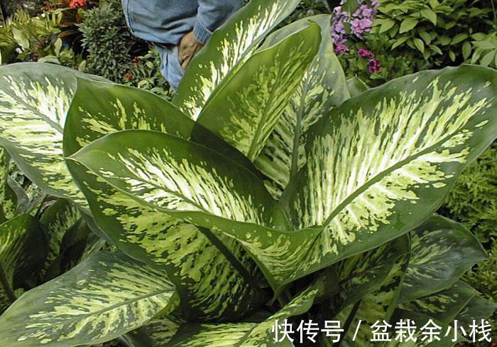 今年流行的7种“观赏花”,家里养一盆,大气又吉利