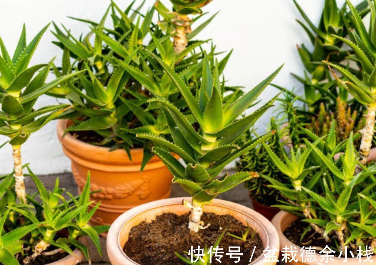 公认好养的“健康花”,建议至少养一盆,个个都是“净化小能手”