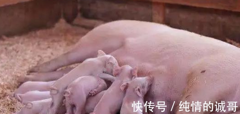 营养性腹泻|为什么仔猪在哺乳期还会腹泻