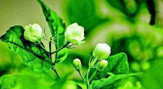 繁殖|别再花钱买茉莉花了,掐根枝扔塑料瓶里,很快就能繁殖出一大盆