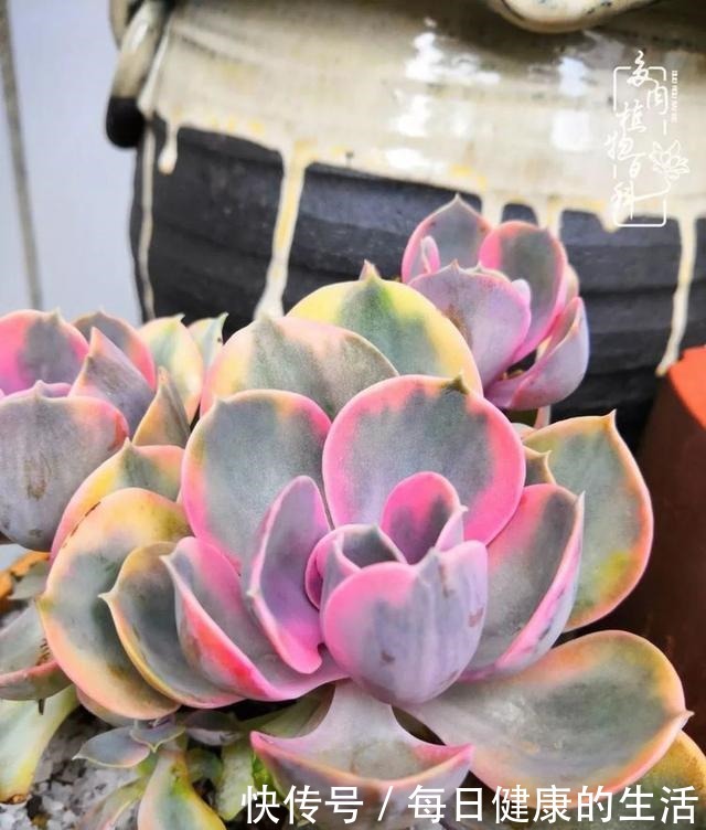 如何让多肉变美看看我是如何宠它们的！如何让多肉变美看看我是如何宠它们的！