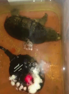 |搞笑GIF:买个加热器，把养的乌龟煮熟了