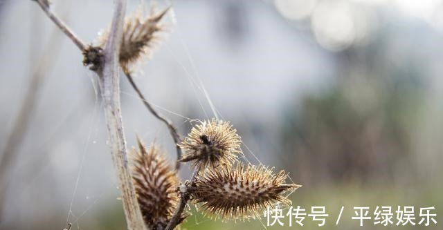 苍耳子|一毒物被称“上通脑顶，下行足膝”，可散风寒，通鼻窍，祛风湿