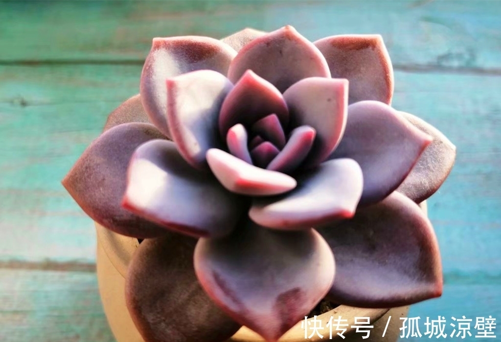 当气质出尘的雪莲遇上它们，就有了风姿各异的多肉，看看你有哪种