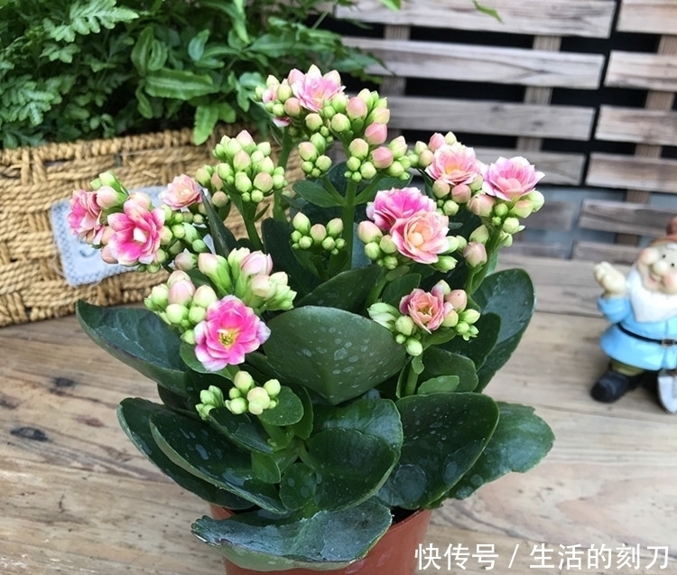 花期|长寿花很好养，施点这种肥，叶片肥美又亮丽，花期能达150天