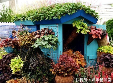 有个小院子,定要种上5种花,轻松开出花海,邻居看了羡慕!