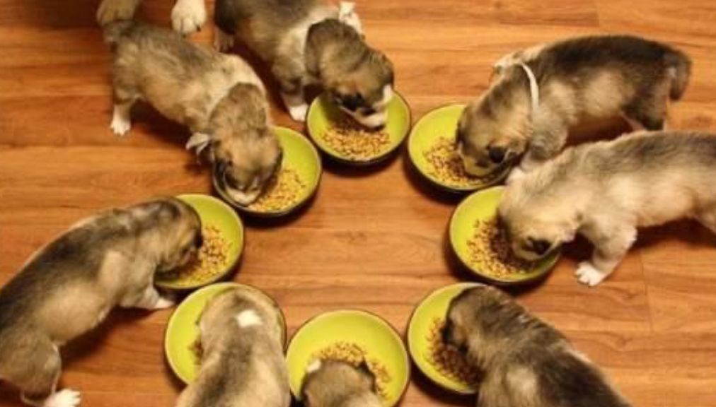 三国演义中#老祖宗的忠告:“喂狗别喂饱”是什么意思?其实后半句才是重点