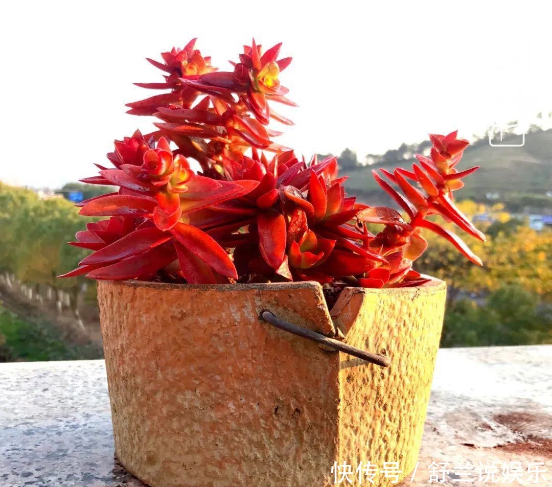 楼顶的多肉,让我的生活无意间打开了一个新世界!