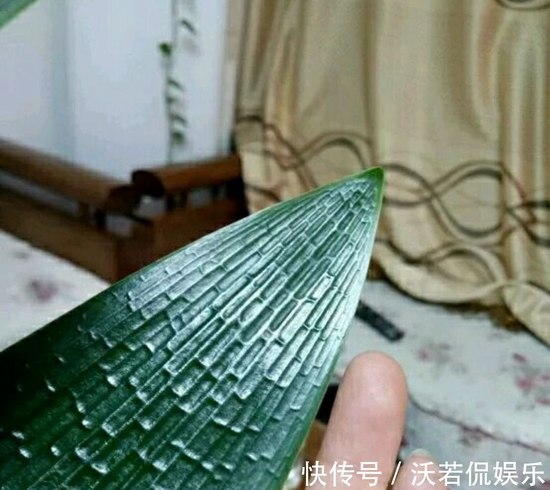 君子兰|君子兰的担心好不容易度过夏季,会不会死在秋老虎天气