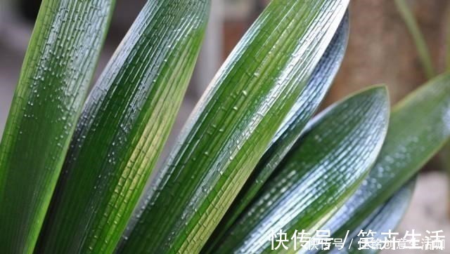 养花|养花不给花洗澡,难怪长不好总黄叶,别忽视!