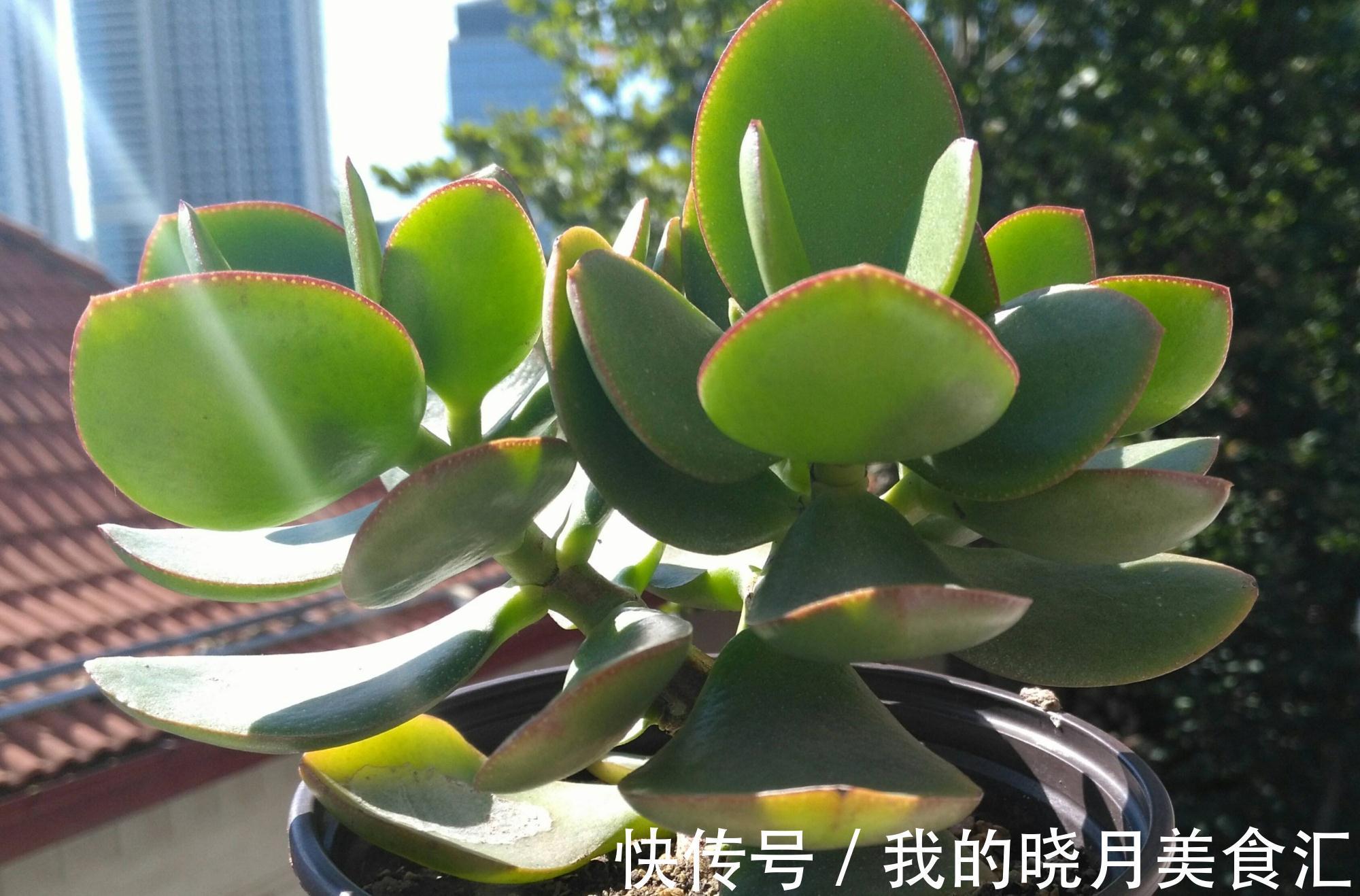 玉树|玉树长得慢?2个方面来改善,长势快、枝干壮、能开花、变老桩