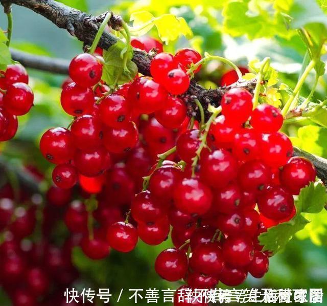 阳台上|还在苦苦养花吗？今年都流行种果树了，开完花就结果，味甜真不错