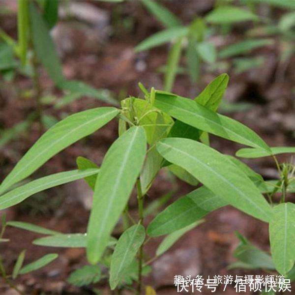 斯里兰卡$最活泼的植物！听到音乐会宛如少女跳舞，网友太优雅了