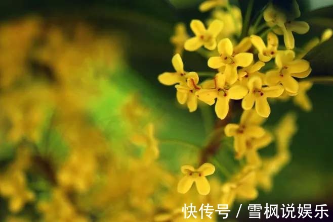 土壤|这么养桂花，阳台一小盆就开出大片金黄，香气十里外都能闻到！