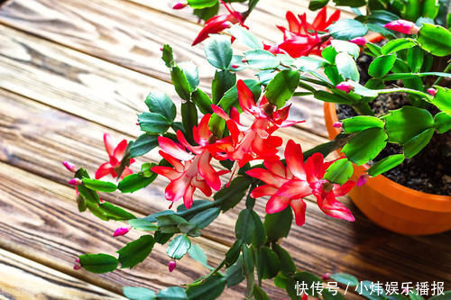 爆盆|嫁接蟹爪兰,选对砧木,10天愈合,15天成活,翌年开花爆盆