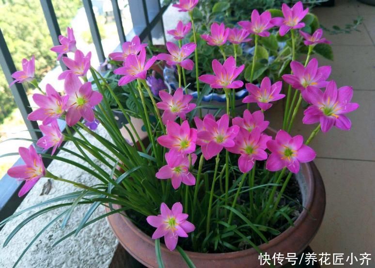 植物|七月适合种啥花？就是这4种花，能持续开花到冬季，关键是好养