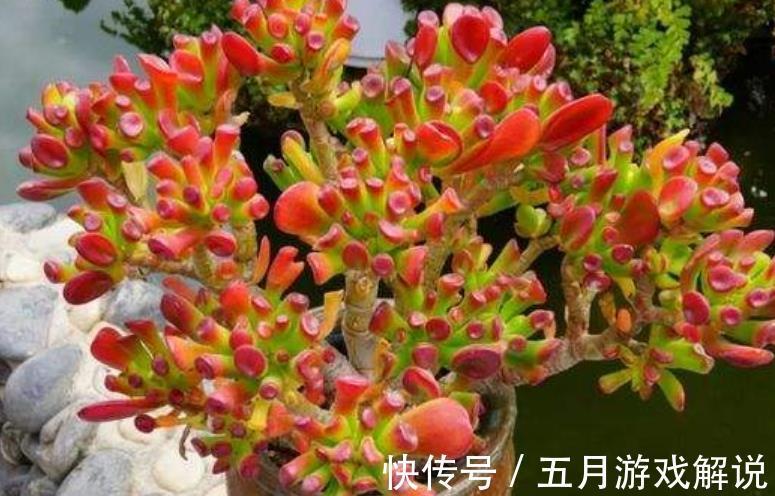 冬天养了4种漂亮多肉,保暖工作做到位,安全过冬上色美