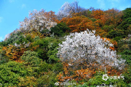 魔法森林|四川泸州黄荆老林现雾凇，宛若魔法森林（图/徐挺）