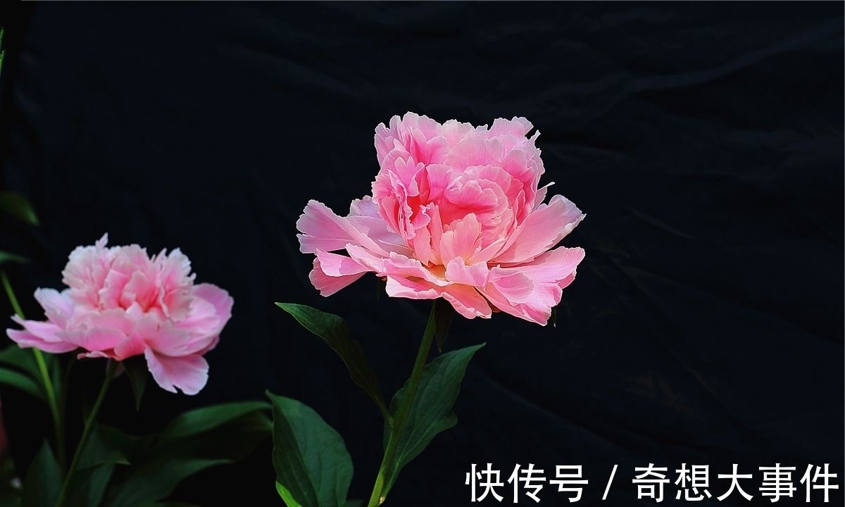 栽培|都知道牡丹是“花王”,却不一定知道谁是“花相”?值得了解一下