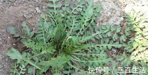 维生素b1|农村这3种野菜，其营养价值比肉高，最后一种价格比肉贵