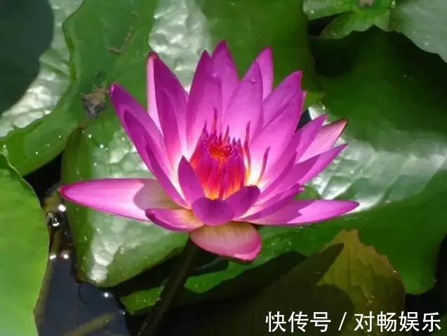 世界上最贵的花，一盆就是一座房子！看过的贵气满满